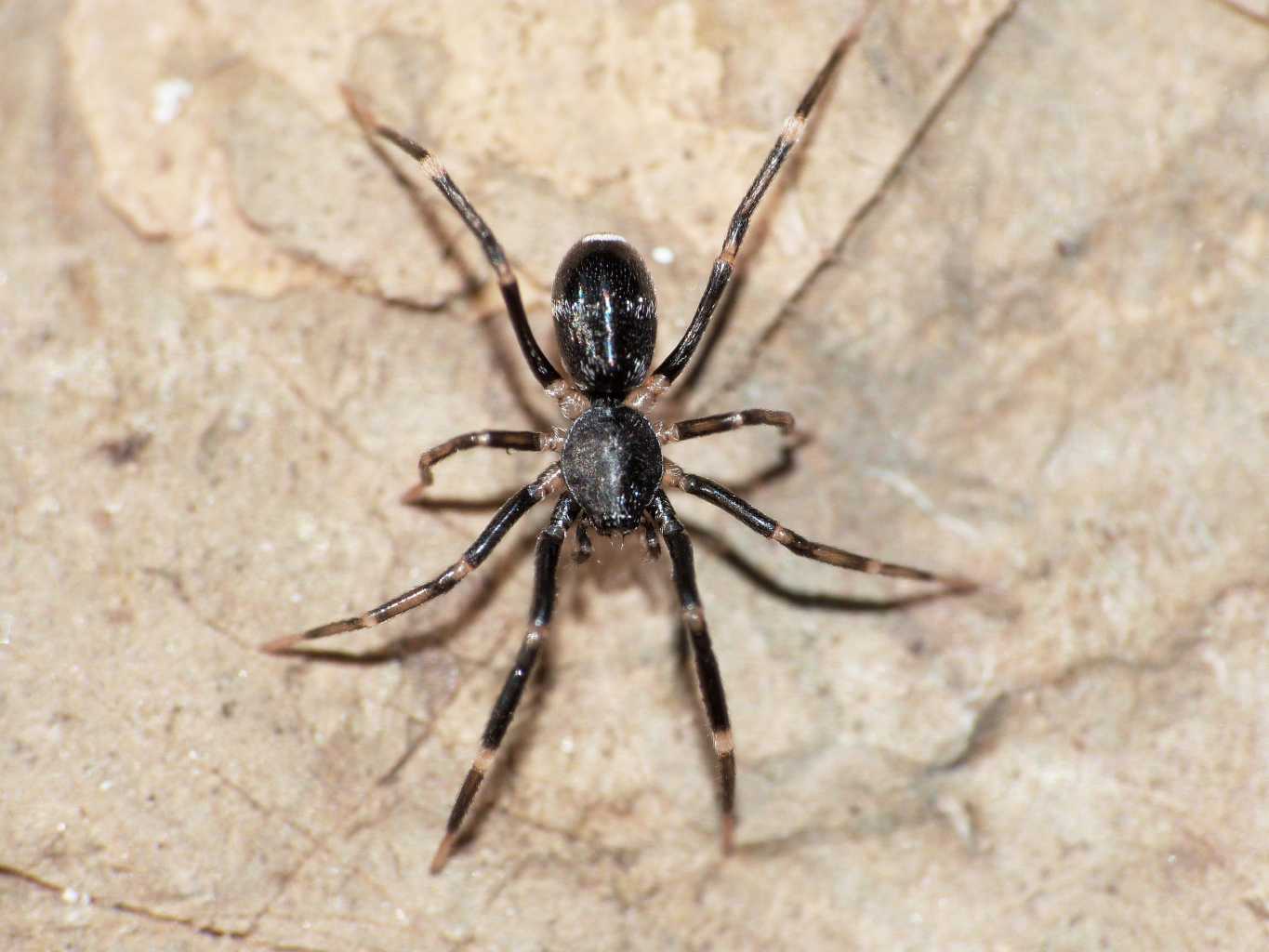 Liophrurillus flavitarsis - Tolfa (RM)